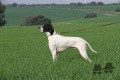 Pedigree DEMON DES PLAINES DE PICARDIE Pedigree DEMON DES PLAINES DE PICARDIE